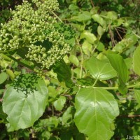 Premna serratifolia L.